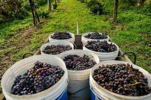 A grape crop photo