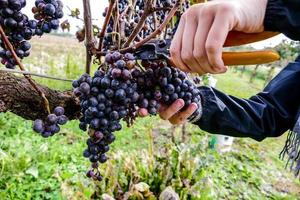 A grape crop photo