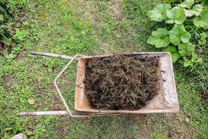 Grape tails in a wheelbarrow photo