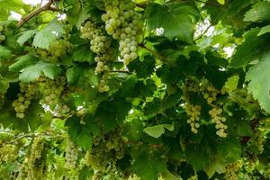 A grape crop photo