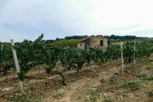 A grape crop photo