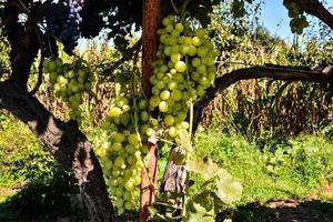 A grape crop photo