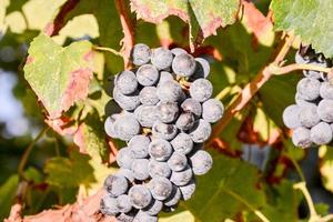 A grape crop photo