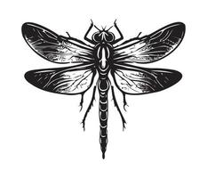 libélula mano dibujo Clásico grabado ilustración vector