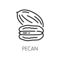 Pecan macadamia nut isolated outline icon vector