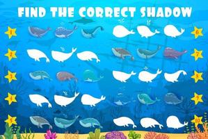 Find the correct shadow of whale, cachalot, sperm vector