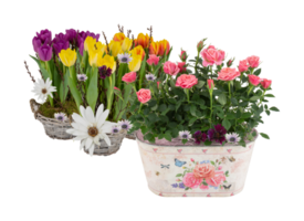 mooi zomer bloemen in een potten met besnoeiing uit geïsoleerd Aan achtergrond transparant png
