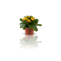 Beautiful summer flowers in a pot with cut out isolated on background transparent png