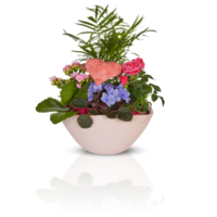 schön Sommer- Blumen im ein Topf mit Schnitt aus isoliert auf Hintergrund transparent png