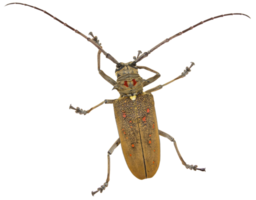 tisserand scarabée insecte png