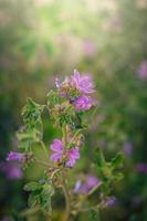 salvaje púrpura salvaje malva flor en verde prado en primavera día en de cerca foto