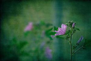 wild purple wild mallow flower on green meadow on spring day in close-up photo