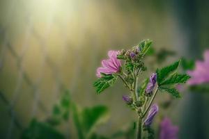 wild purple wild mallow flower on green meadow on spring day in close-up photo