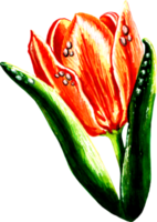 vermelho tulipa com folhas orvalho gotas em pétalas. png