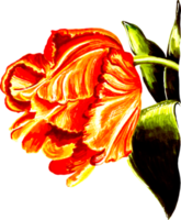 Red tulip with leaves. png