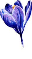 bleu crocus fleur. png