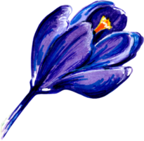 blå krokus blomma. png