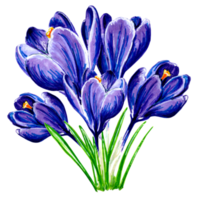 Bouquet of  blue crocuses flowers. png