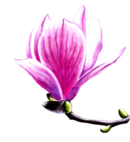 teckning av en magnolia blomma. png