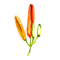 Three orange lilies buds. png