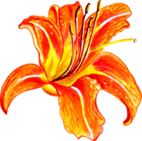 Orange fleurs de lys fleur . png