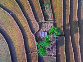 Beautiful morning view indonesia. Panorama Landscape paddy fields with beauty color and sky natural light photo