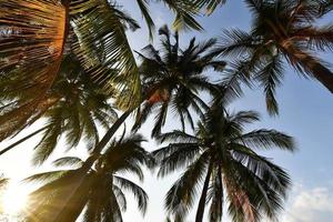 Tropical palm trees photo