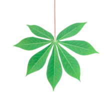 Top view photo of back side of single cassava leaf isolated with clipping path in png format