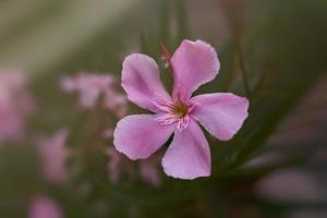 rosado flor en un verde antecedentes de el arbusto en un calentar verano día foto