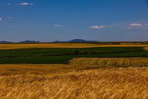 beautiful natural agricultural background wheat in the field warm summer before harvest photo