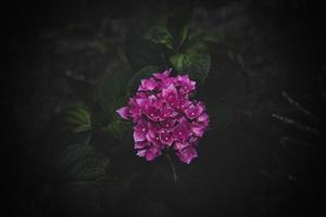 rosado hortensia flor en el jardín en un antecedentes de verde hojas de cerca foto