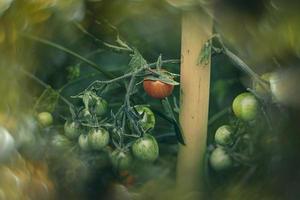 small green and red organic cherry tomatoes on a bush in the garden photo