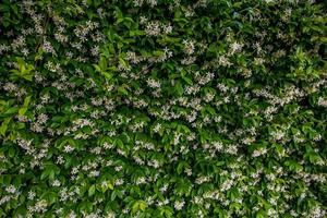 background small white jasmine flowers on green foliage background photo