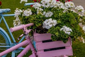 bicicleta decorado con rojo geranios decoración en el jardín foto