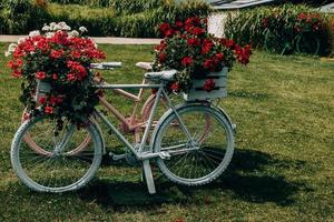 bicicleta decorado con rojo geranios decoración en el jardín foto