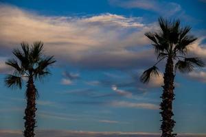 big green palm tree against the blue  sky photo