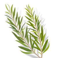 3d illustration of tea tree leaves, herb for cosmetics, package, essential oil, isolated on white background vector