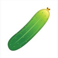 Cucumber Illustration Vector