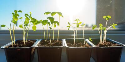 soft focus Realistic of seedlings on the windowsill in the sunshine. Seedling of plants in pots on windowsill. Planting, urban home balcony gardening concept. photo