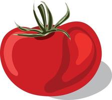 Red tomato on a white background. Vector image. Illustration.