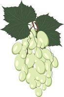 Bunch of white grapes with leaves. Vector graphics.