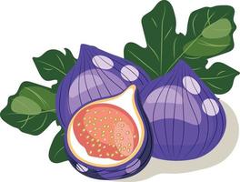 Figs with leaves. Vector image