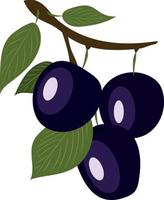 High quality vector illustration. Plums on a branch with leaves.