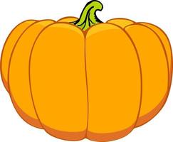 Orange autumn pumpkin. color vector illustration