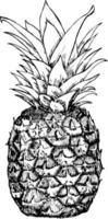 Pineapple in sketch style. Whole pineapple Vector Hand Drawn style.