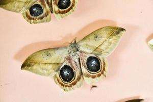 Butterfly close up photo