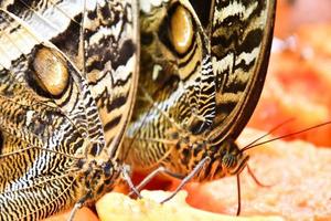 Butterfly close up photo