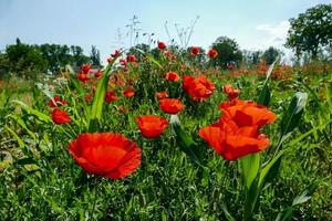 Background with flowers photo