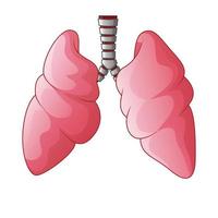 Human Lungs respiratory cartoon, Vector Illustration