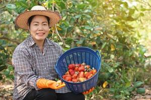 Happy Asian woman gardener harvests fruits in garden, holds basket , smile. Concept, agriculture occupation. Thai farmers grow cashew fruits as economic and export crops in Thailand. photo